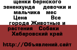 щенки бернского зененхунда. 2 девочки и 2 мальчика(2 мес.) › Цена ­ 22 000 - Все города Животные и растения » Собаки   . Хабаровский край